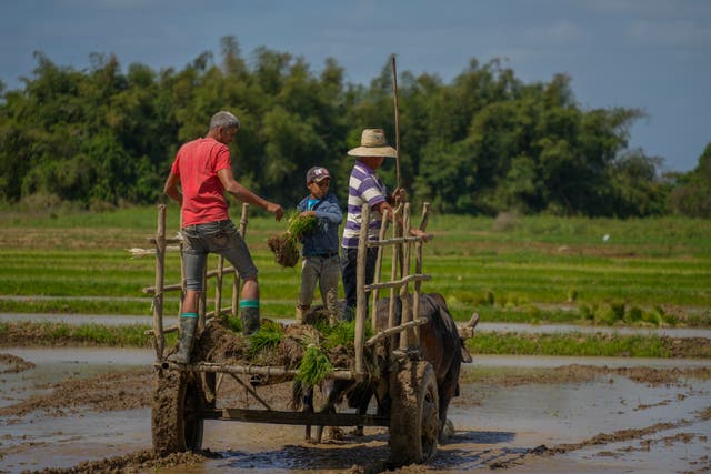 CUBA-ARROZ