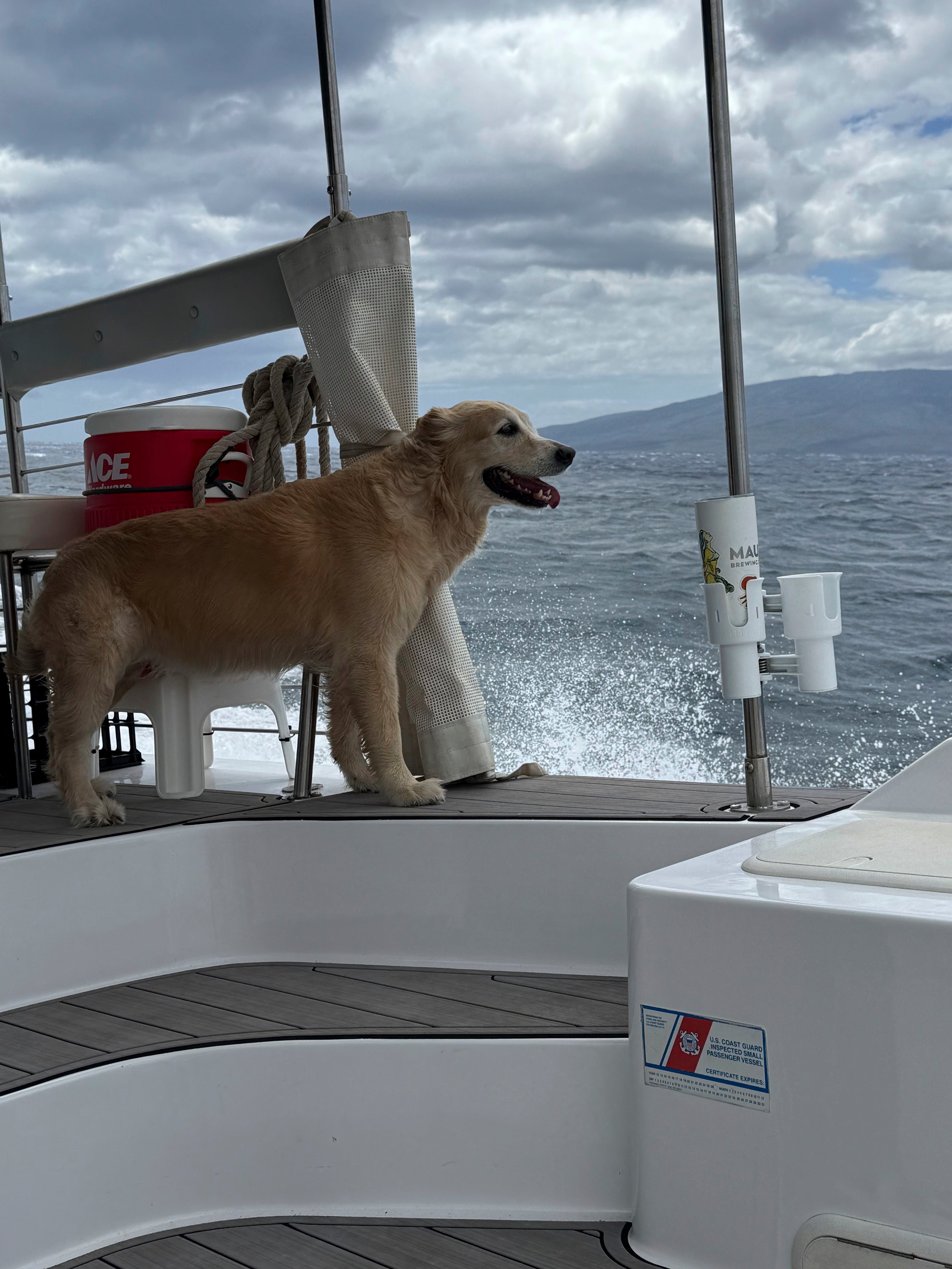 Whale Watching Dog