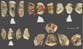 Neanderthal-like stone tools unearthed in China could rewrite human history