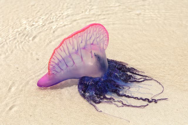 <p>A Portuguese man-of-war washed up on a beach</p>