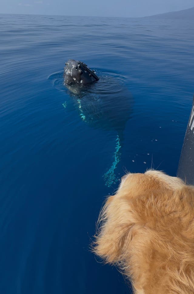 AVISTAMIENTO DE BALLENAS-PERRO