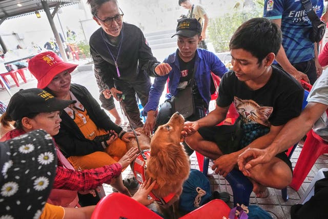 TAILANDIA-EDIFICIO DERRUIDO-PERROS
