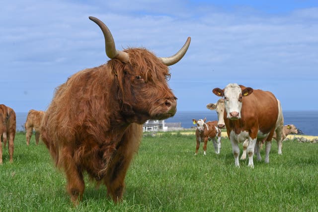 <p>Highland cattle on a farm in Aberdeenshire</p>