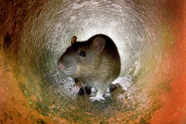 <p>Rats breed faster in warmer summers – meaning bigger infestations in the winter</p>