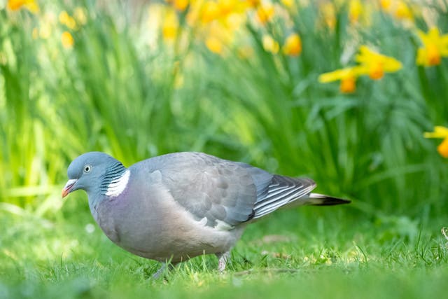 <p>Pigeons have been described as a nuisance in the market place</p>