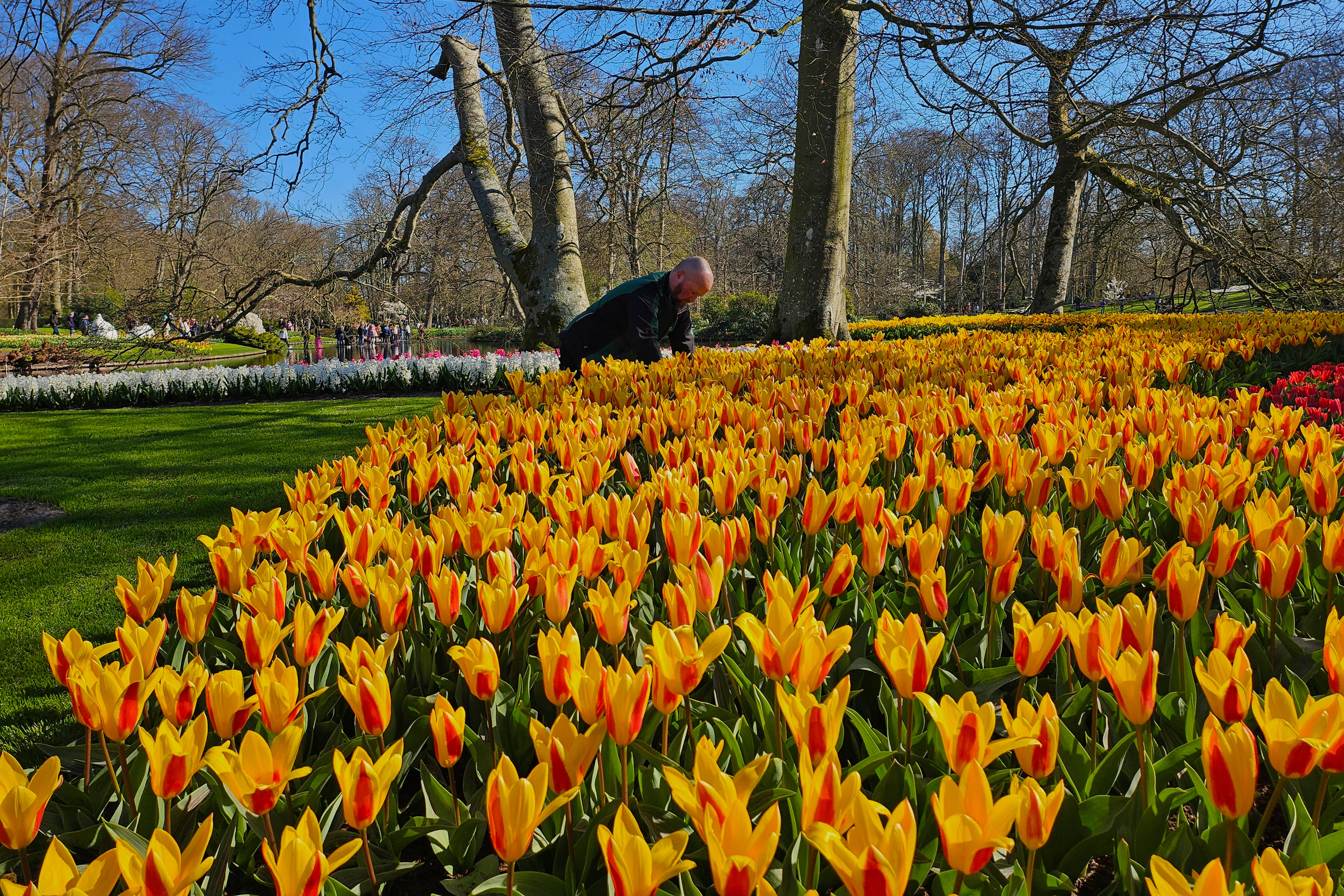 Netherlands Tulips