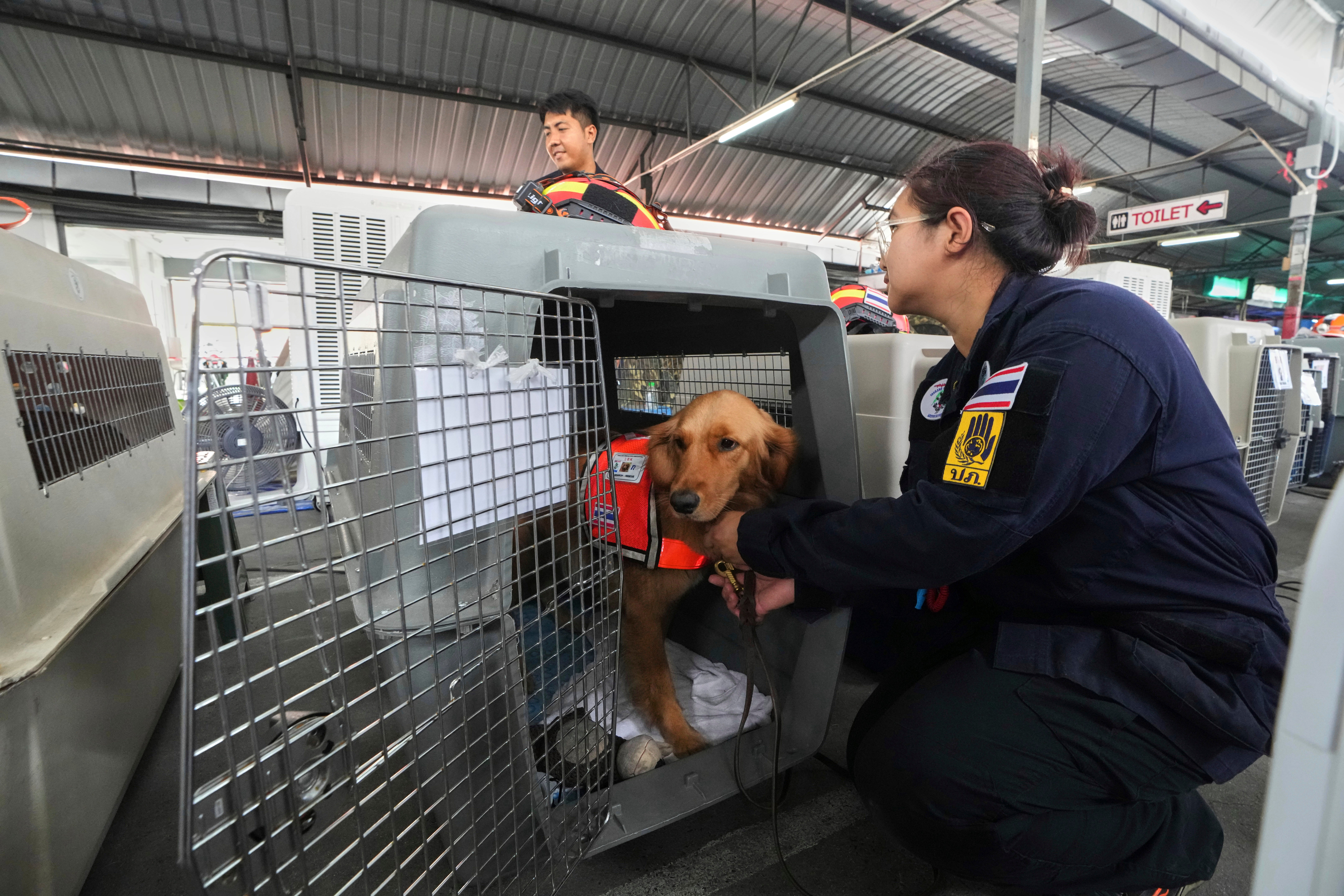 Thailand Rescue Dogs Photo Gallery