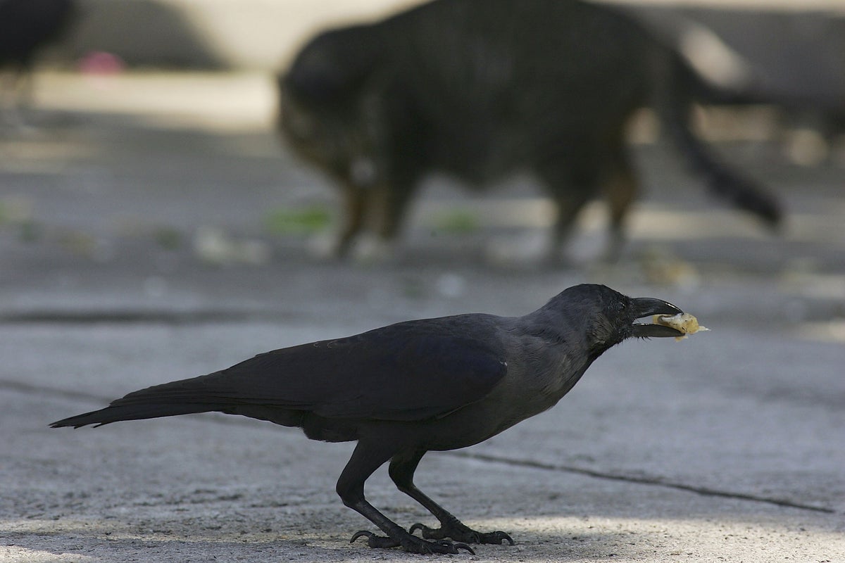 Scientists discover crows can plan ahead and understand other minds in groundbreaking new study