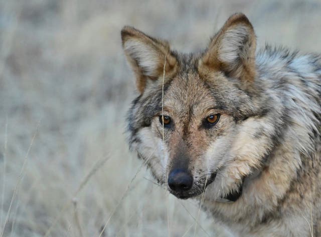 EEUU-LOBOS