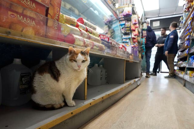 NY-GATOS DE ALMACÉN