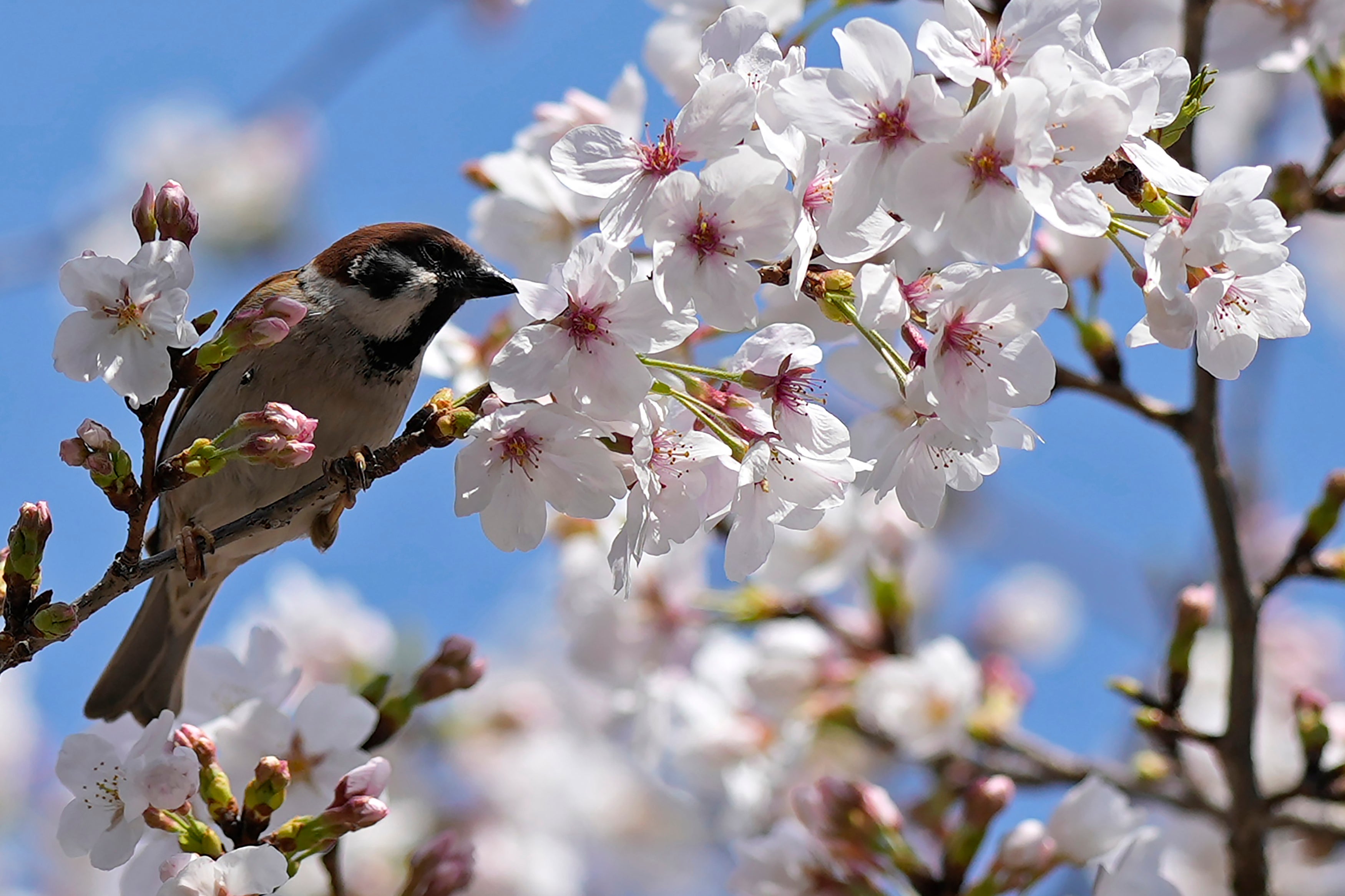 Japan Cherry Blossoms