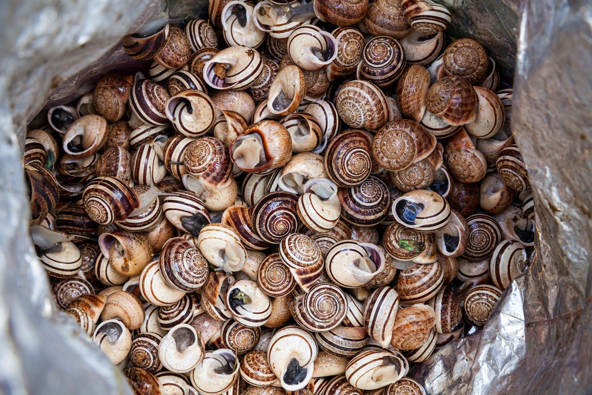 Why more people are eating snails as a protein-rich alternative to red meat 