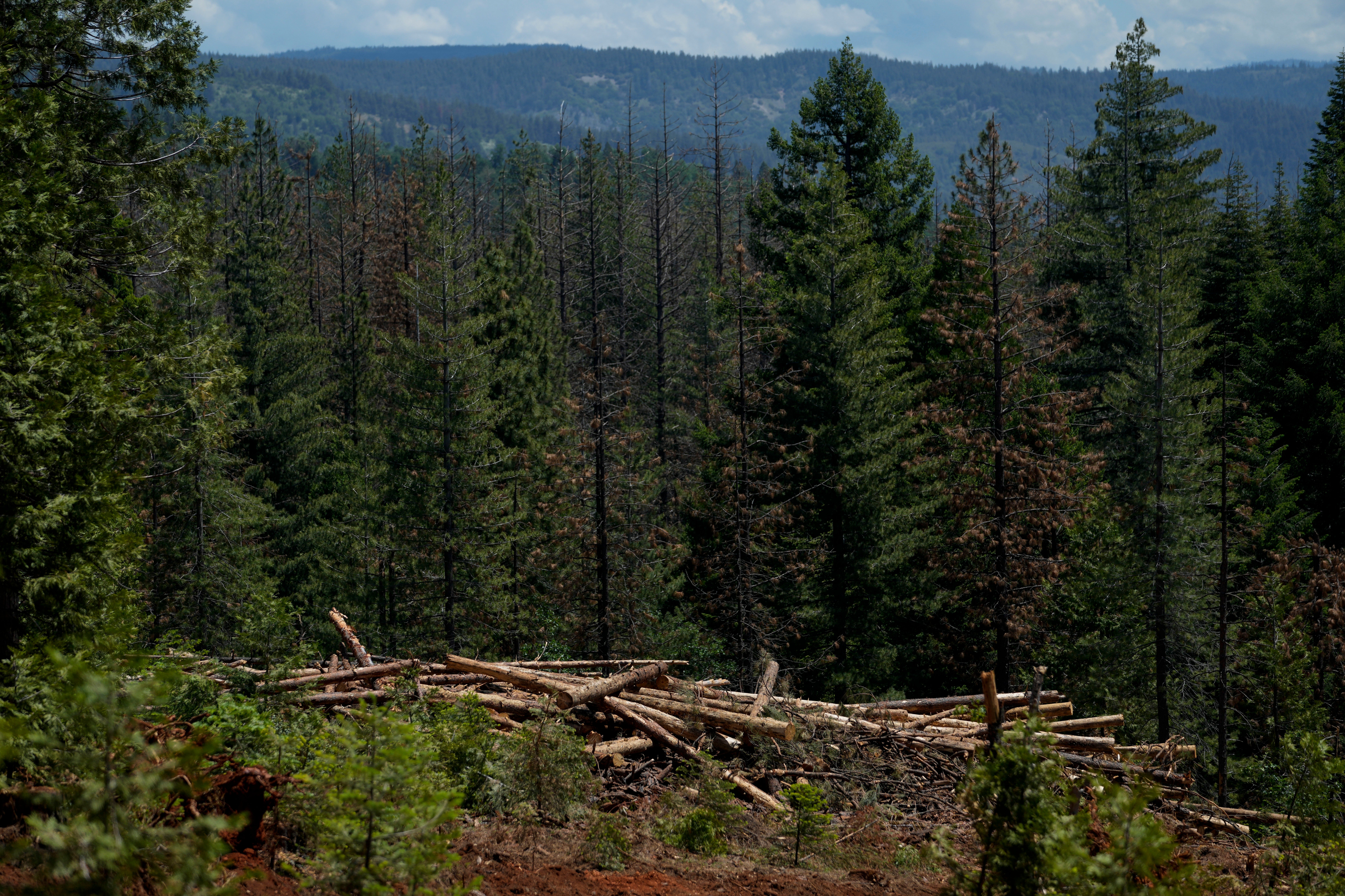 Trump-National Forests-Logging