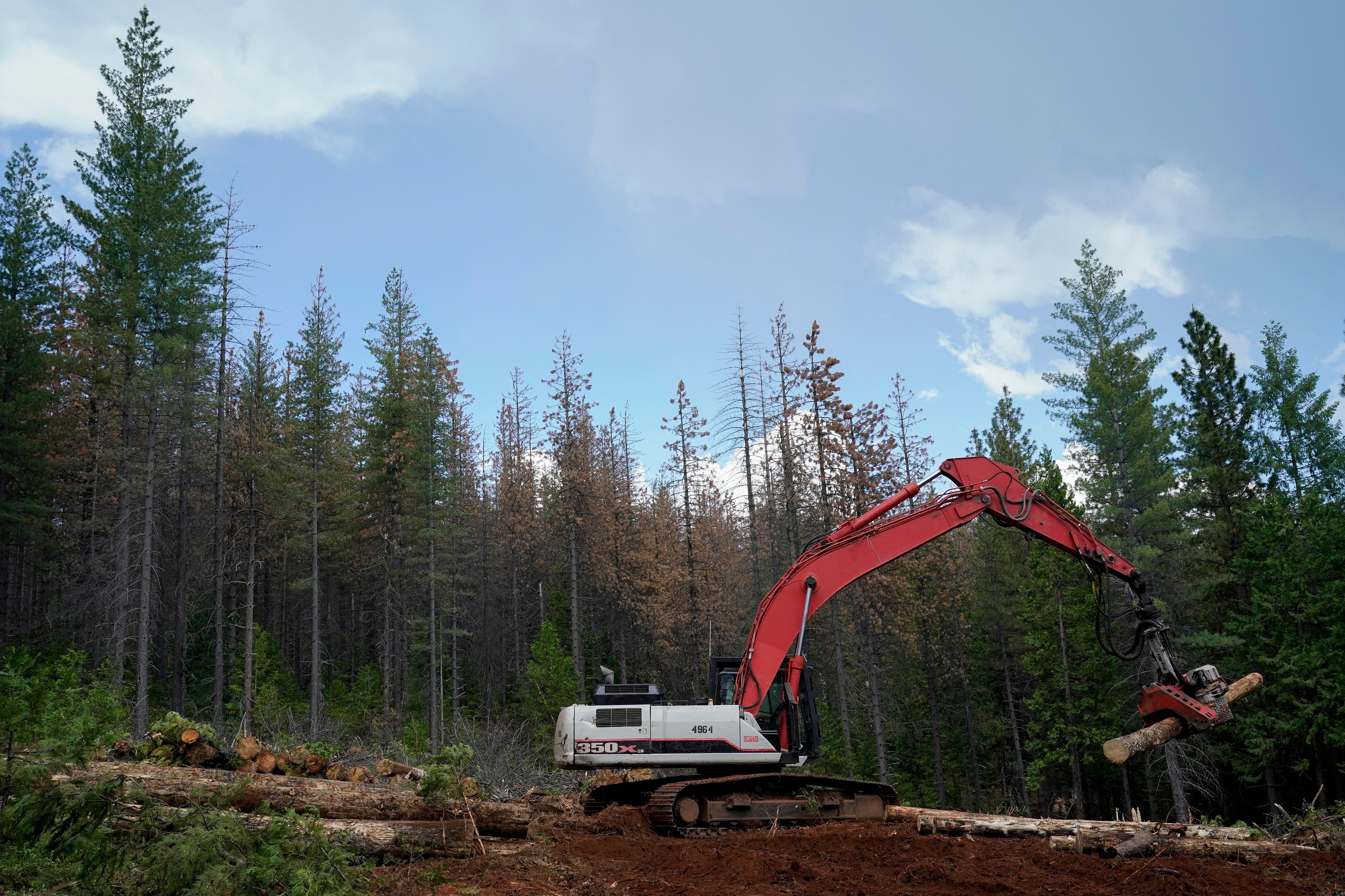 Trump-National Forests-Logging