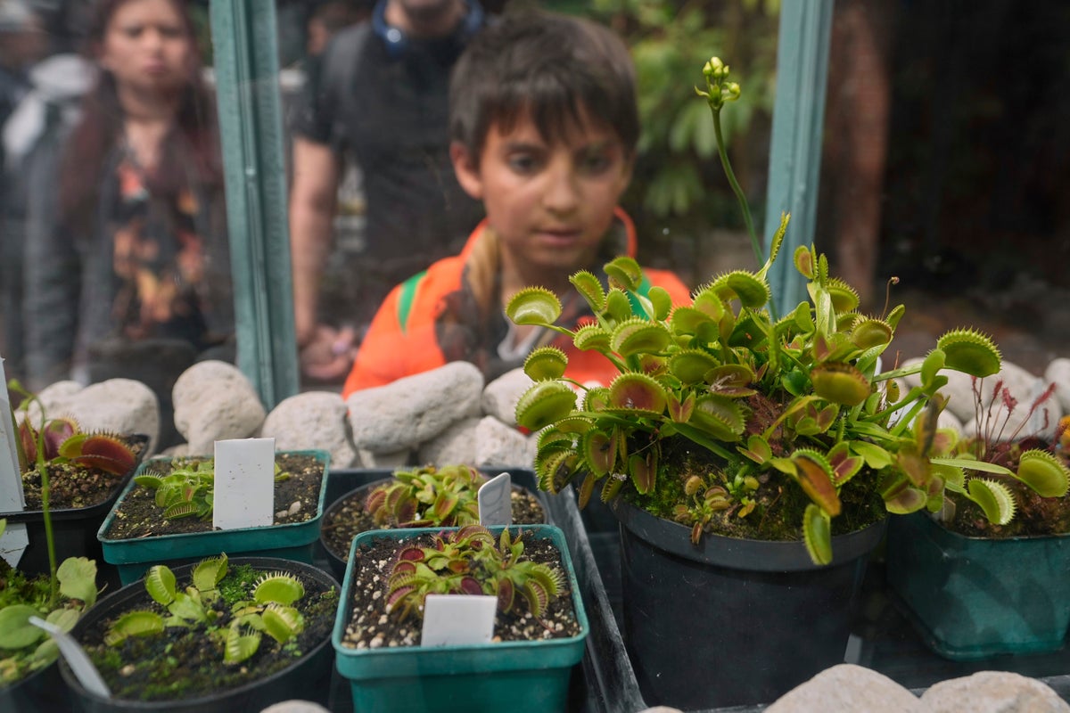 AP PHOTOS: Hundreds of carnivorous plants on display lure in visitors in Colombia