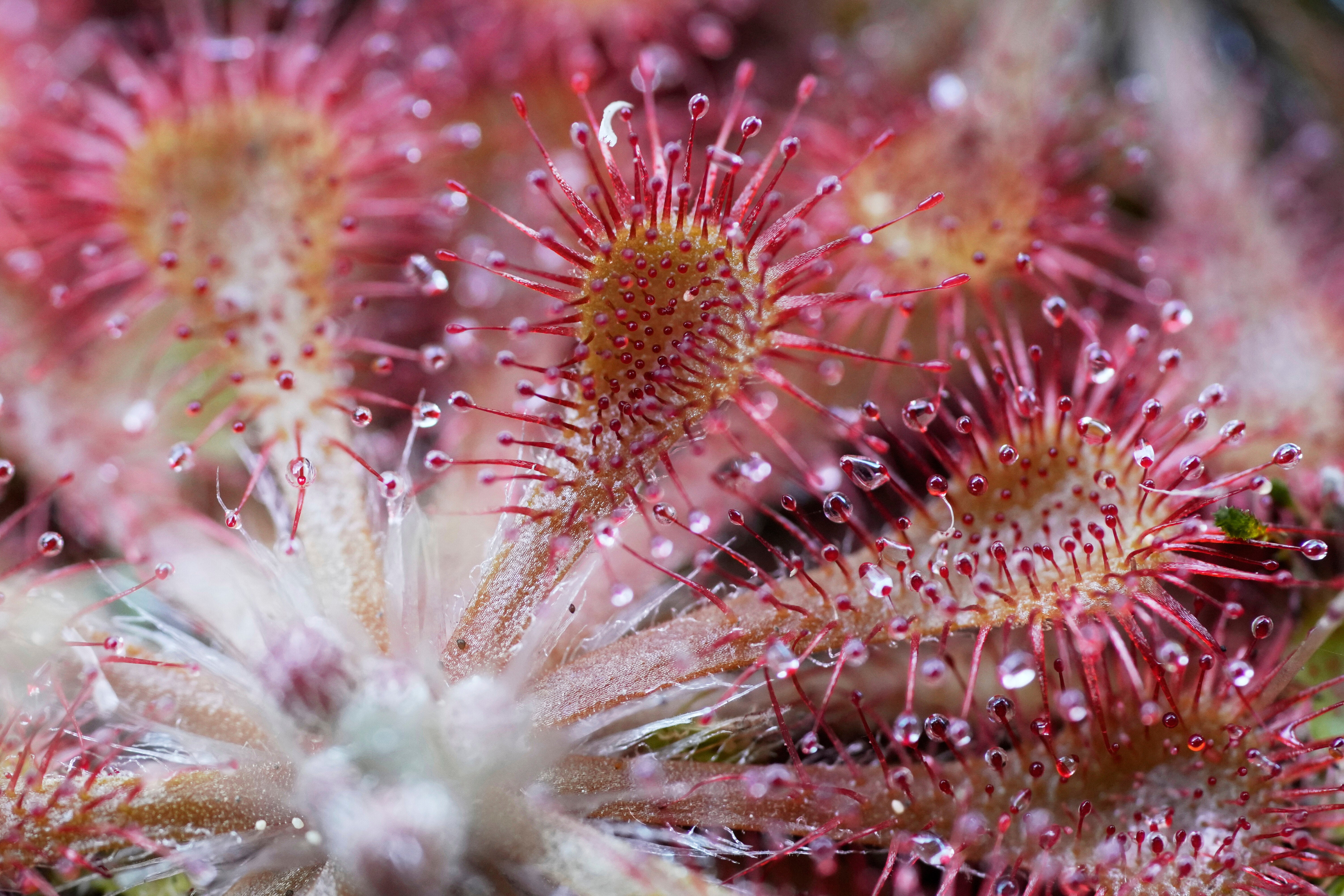 Colombia Carnivorous Plants
