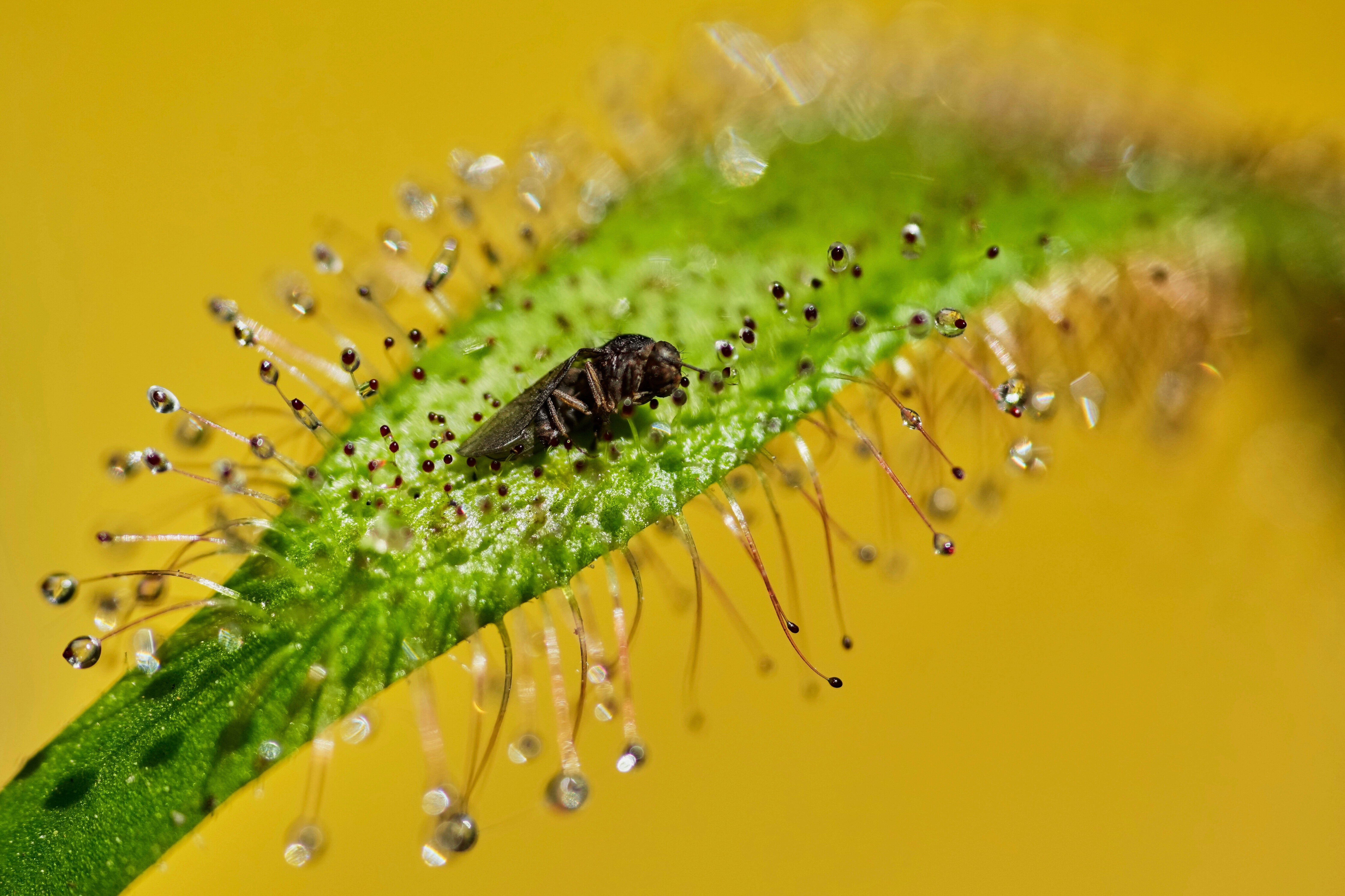 Colombia Carnivorous Plants