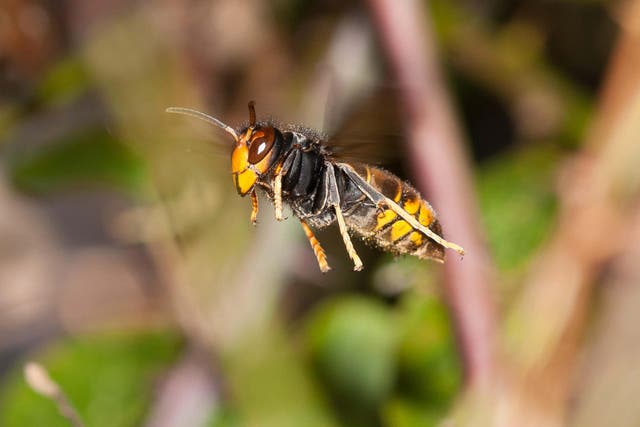 <p>The Asian or yellow-legged hornet is a non-native predator that feeds on honey bees</p>