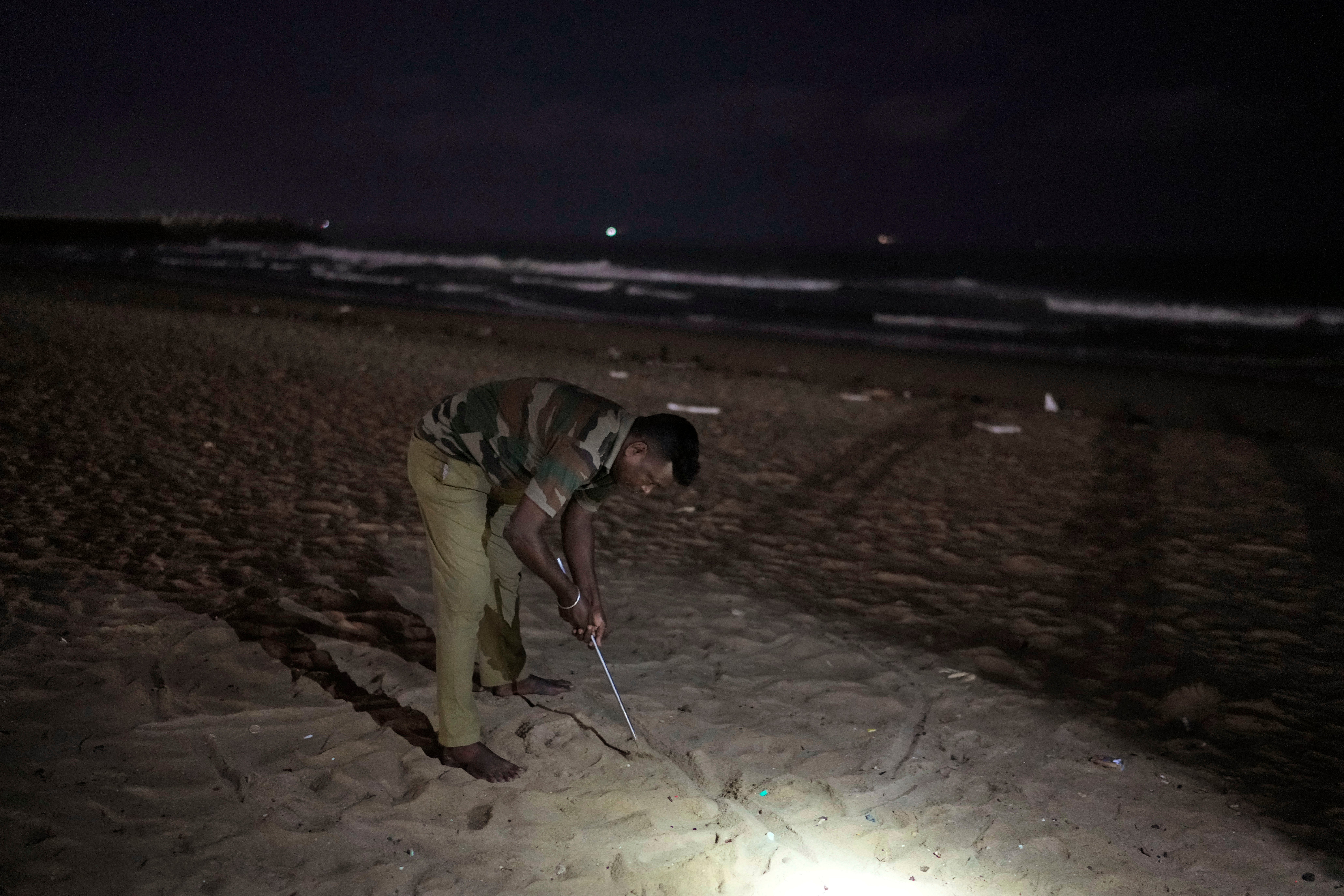 India Turtle Photo Gallery