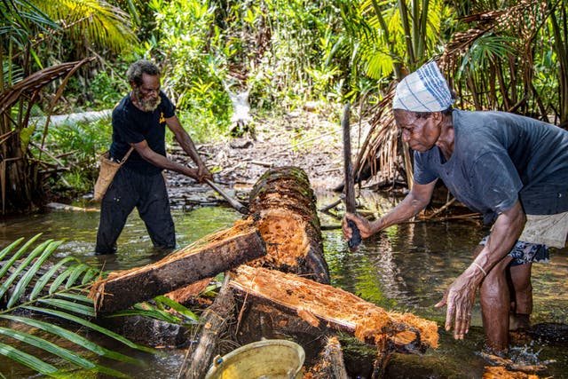 Indonesia Deforestation Bioethanol