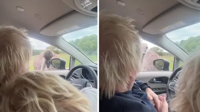 <p>Boris Johnson bitten by ostrich</p>