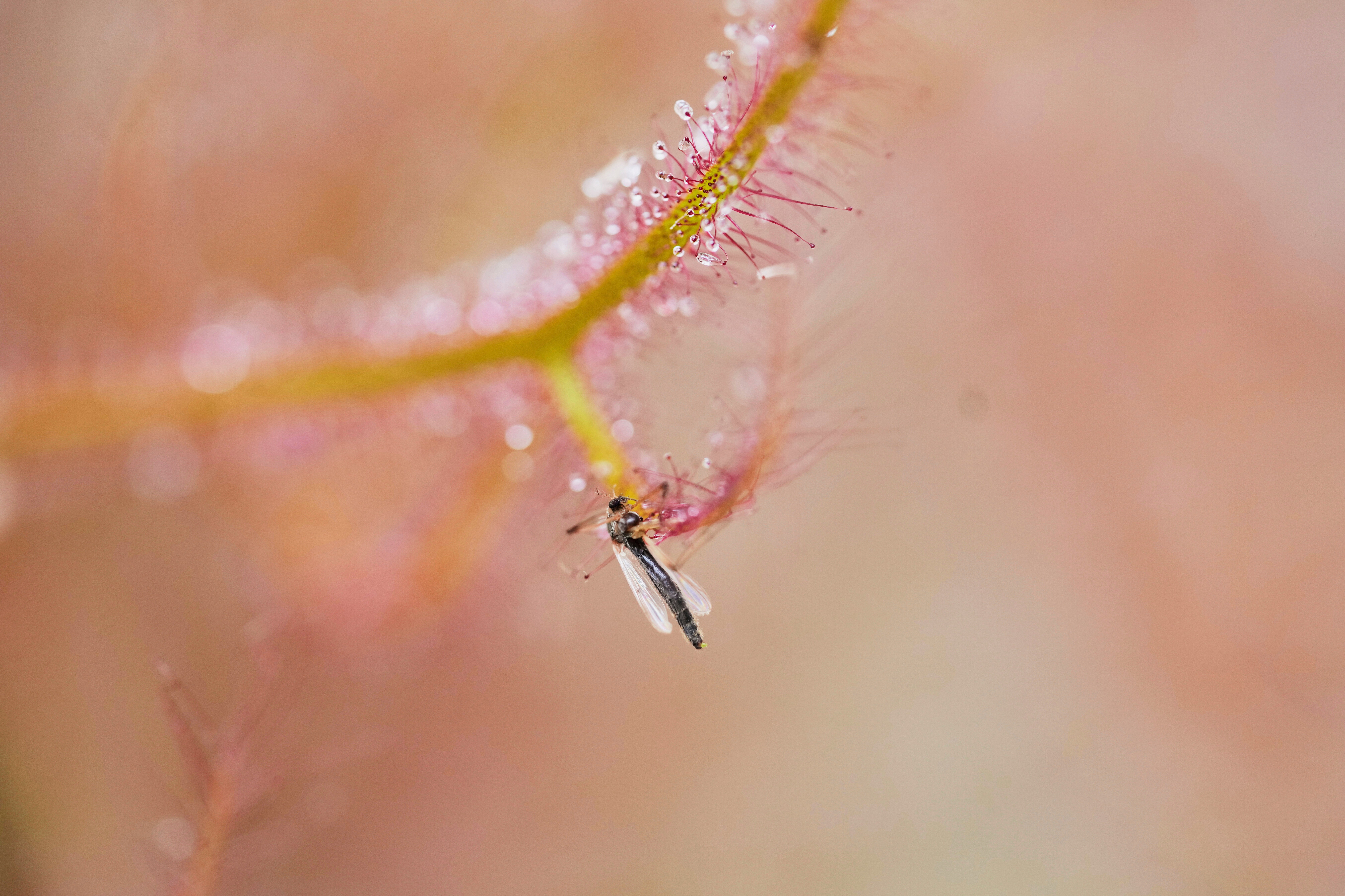 COLOMBIA-PLANTAS CARNÍVORAS-FOTOGALERIA
