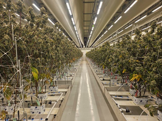 Netherlands-Cannabis