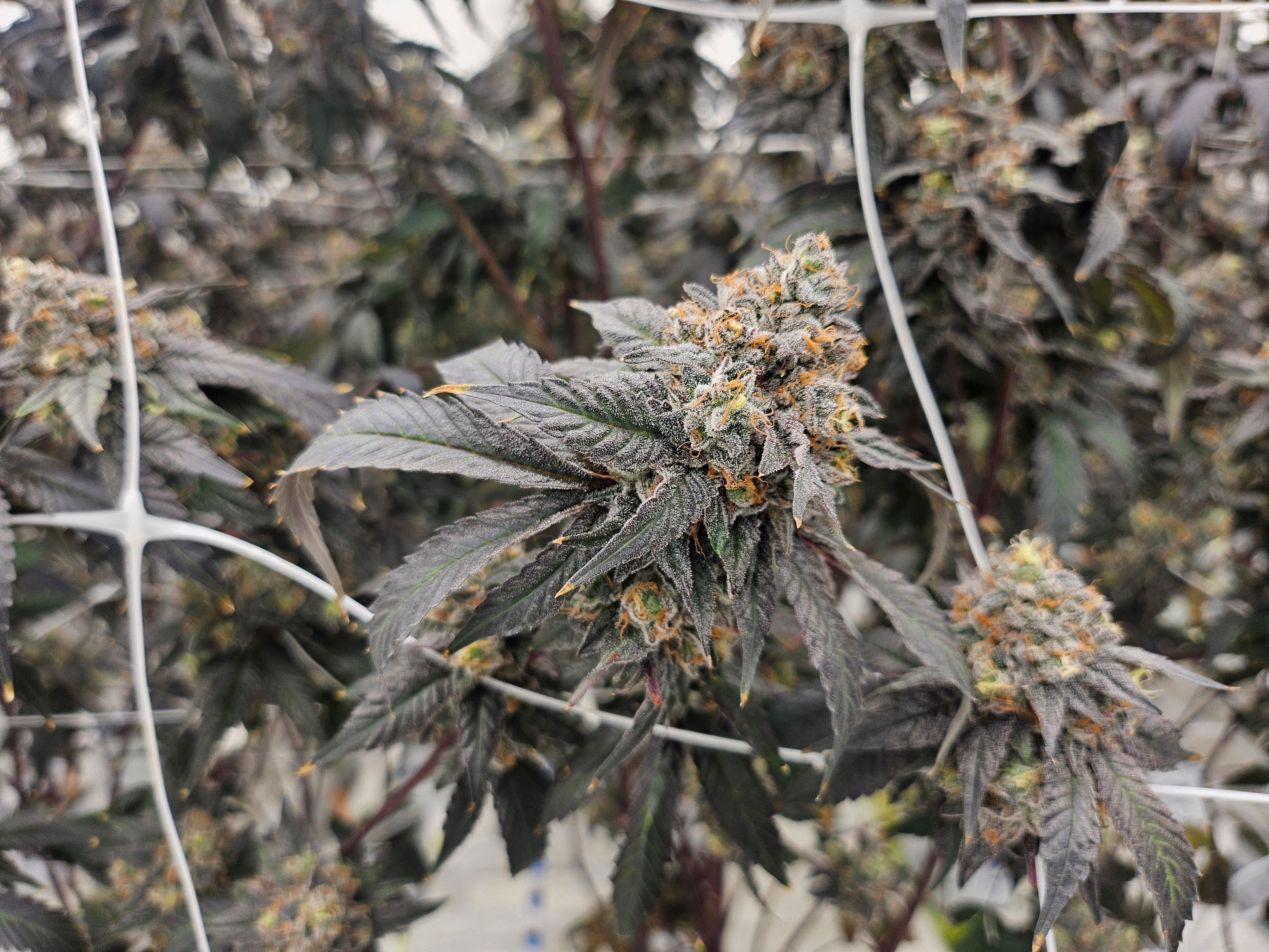 Netherlands-Cannabis