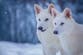 Scientists announce they have brought back dire wolf from extinction after 10,000 years