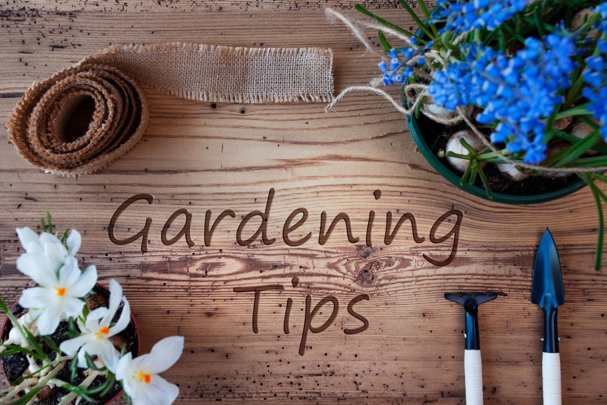 Chelsea designers offer gardening hacks for beginners