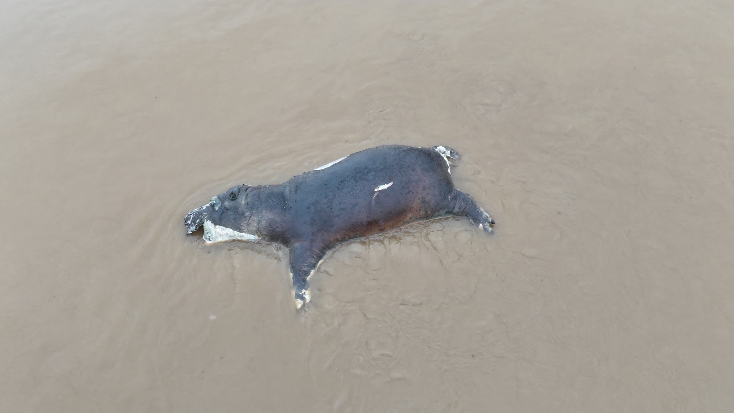 <p>A dead hippo lies in the water due to anthrax killing the animals in Virunga National Park, Democratic Republic of Congo, in this undated handout picture. Virunga National Park/Handout via REUTERS  THIS IMAGE HAS BEEN SUPPLIED BY A THIRD PARTY. MANDATORY CREDIT.</p>