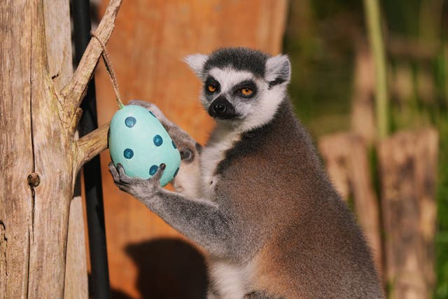 An endangered ring-tailed lemur inspects a handcrafted nest, woven together using dried grapevines, twine, and rope searching for an Easter treat, as the zookeepers at London Zoo deliver seasonal surprises to their animals ahead of the Easter holidays (Yui Mok/PA)