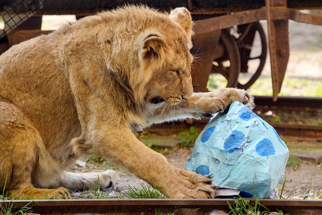 <p>Archivo: En el incidente participaron seis o siete leones</p>