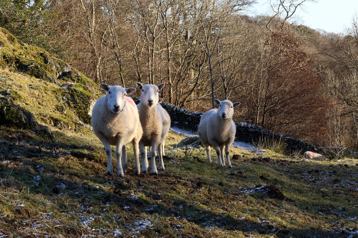 National park becomes ‘Wild West’ as sheep rustlers run amok