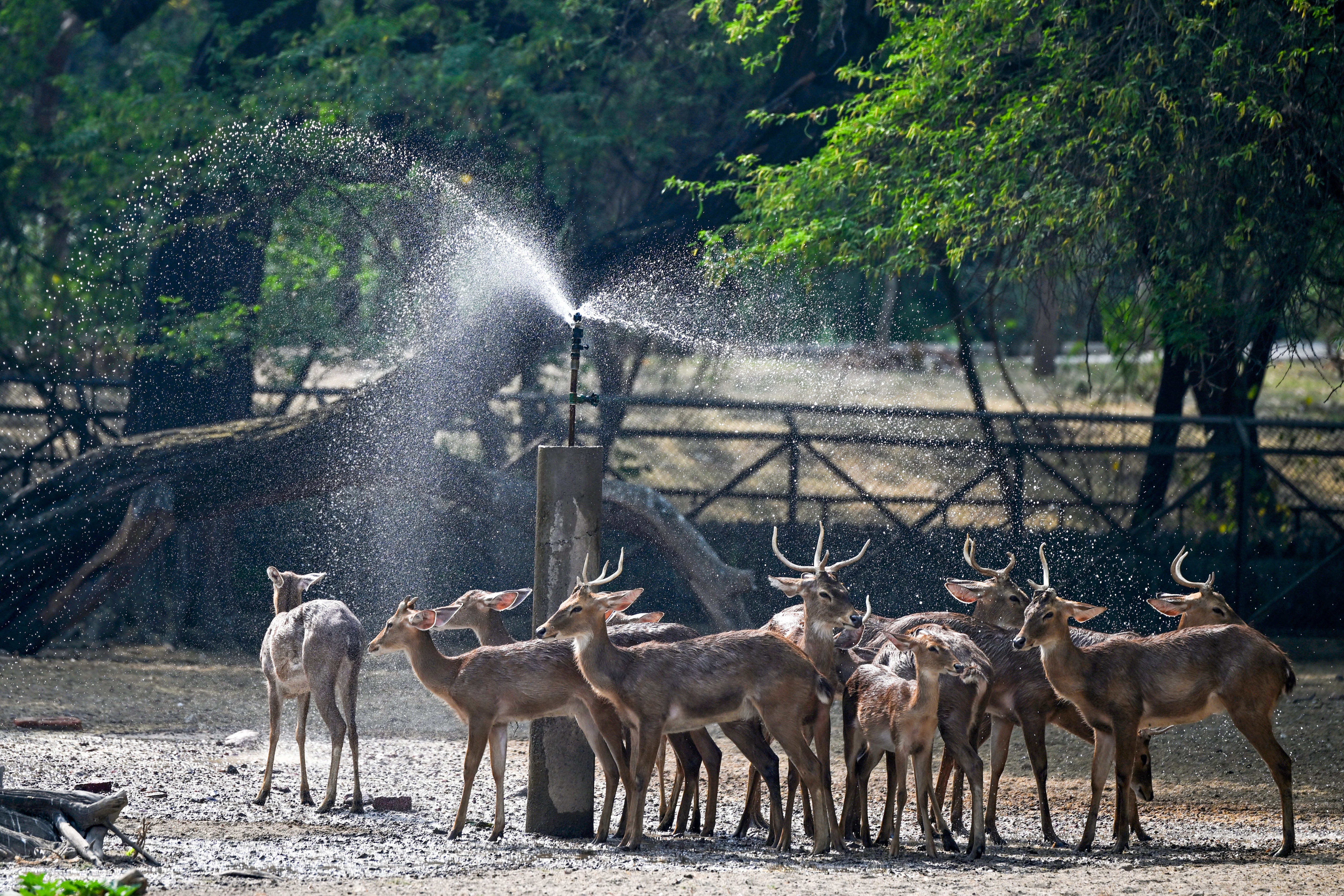 <p>Deer gather near a water sprinkler to beat the heat on a hot summer day at the National Zoological Park in Delhi </p>