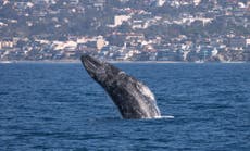Gray whales are dying again off the Pacific Coast. Scientists look at if climate change is to blame
