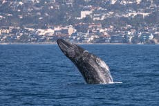 Gray whales are dying again off the Pacific Coast. Scientists look at if climate change is to blame