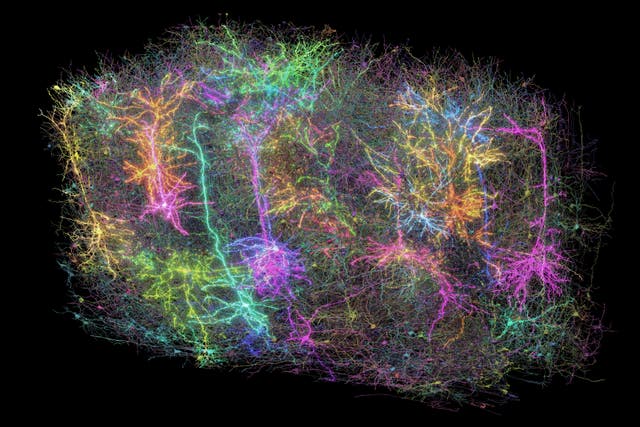 <p>This image provided by the Allen Institute on April 8, 2025, shows a digital representation of neurons in a section of a mouse's brain, part of a project to create the largest map to date of brain wiring and function, in Seattle, Wash. (Forrest Collman/Allen Institute via AP)</p>