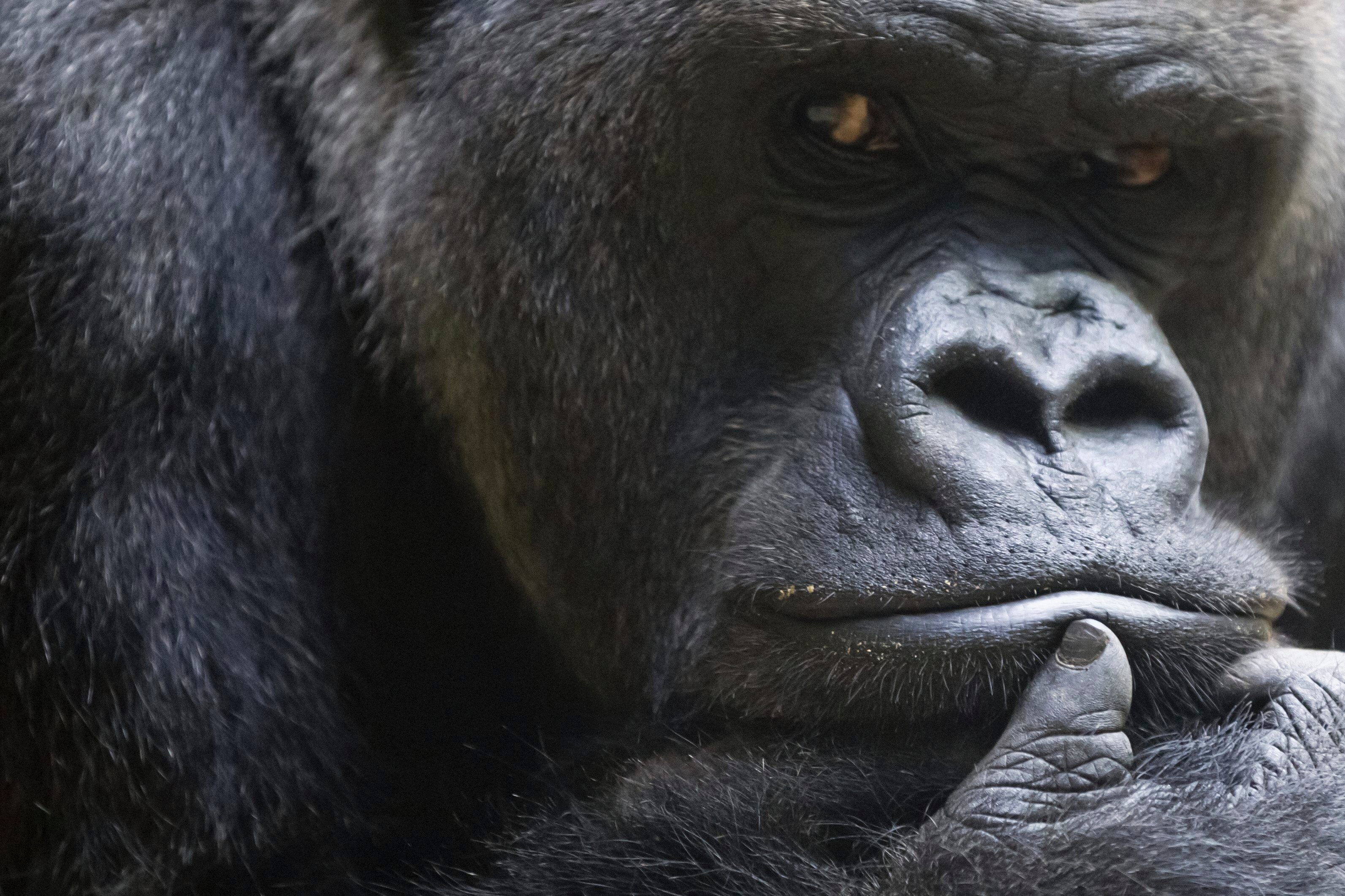 Switzerland Zurich Zoo Gorilla