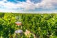 Hull to become ‘the new Bordeaux’ in British wine boom sparked by climate change
