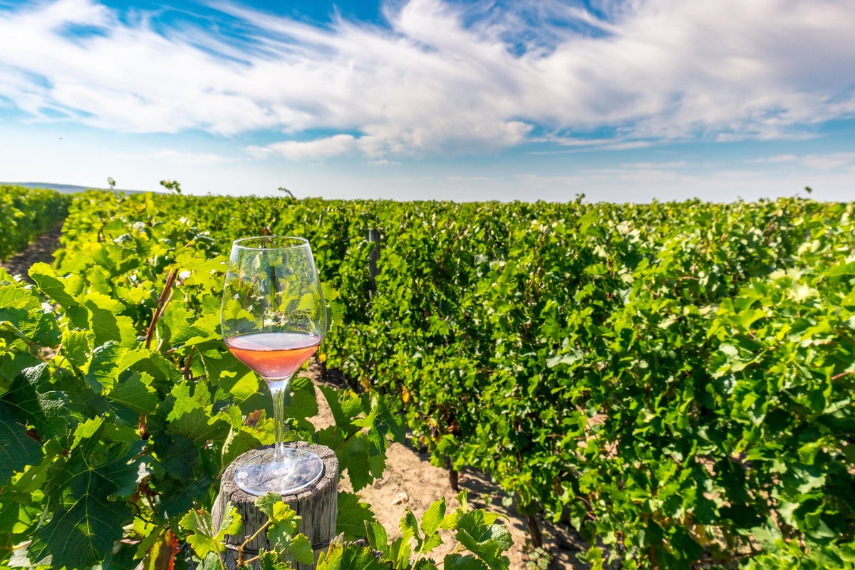 Hull to become ‘the new Bordeaux’ in British wine boom sparked by climate change