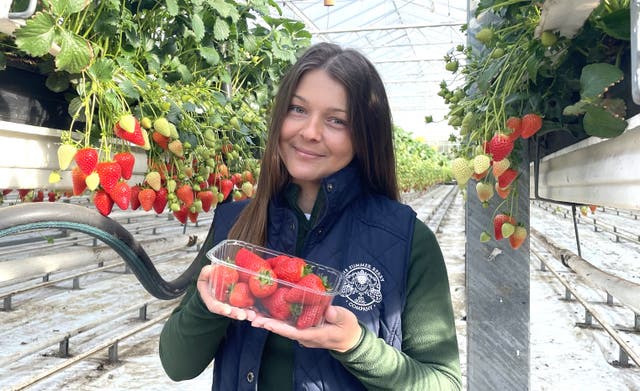 <p>The Summer Berry Company’s quality manager Silvia Sandu shows off some of the strawberries</p>