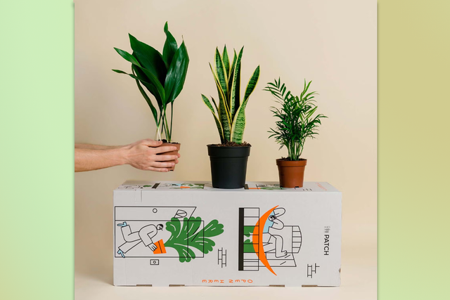 <p>From bedding plants or a bunch of blooms, these brands have got you covered</p>