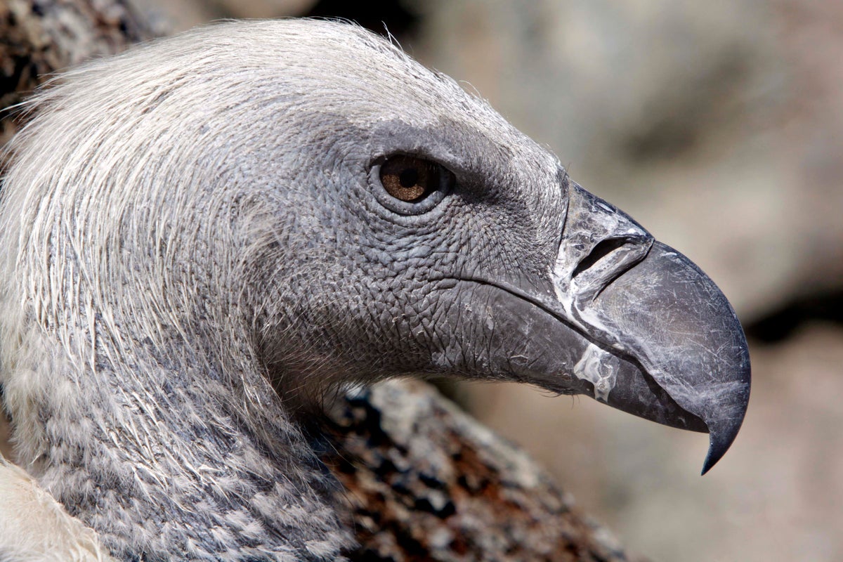 Vultures are among the least loved animals. African conservationists are trying to change that