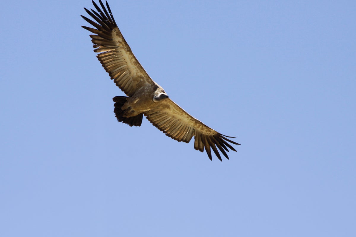 Why conservationists are trying to improve the image of a bird associated with death