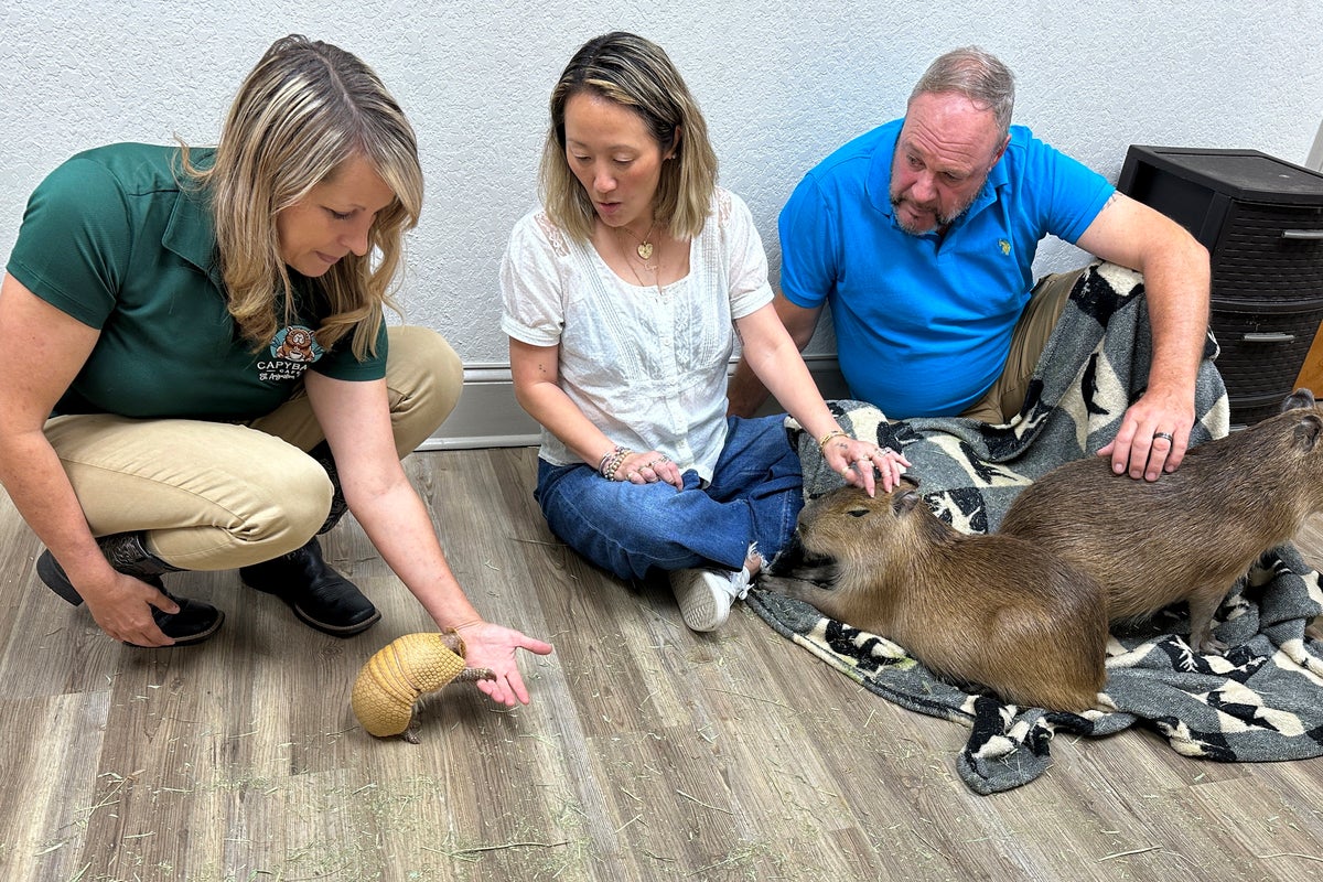 At Florida's Capybara Cafe, patrons hang out with the 'it' animals of the moment — furry rodents