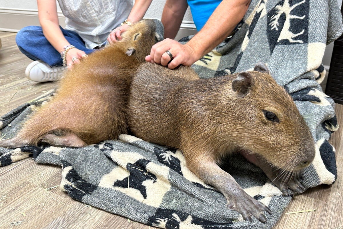 Forget cat cafes, at this Florida establishment patrons can mingle with Capybara