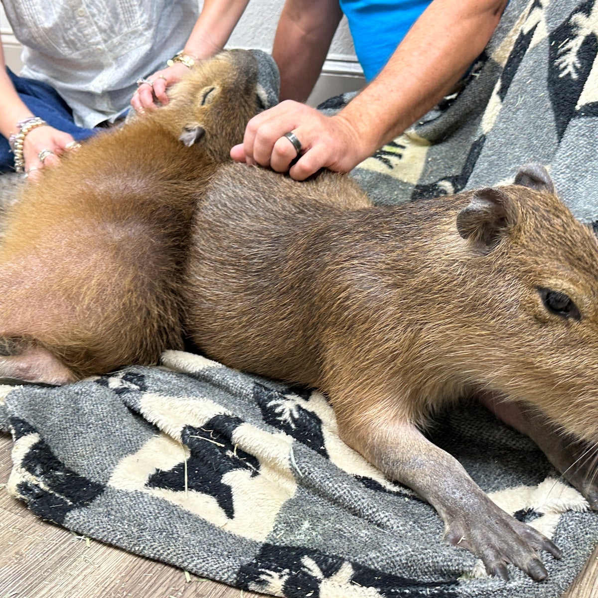Are Capybaras Legal in Florida: Laws, Permits, and Ownership Guide