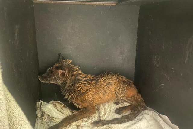 A fox which was found trapped in thick heating oil which had leaked under a derelict building in Leicester (RSPCA/PA)