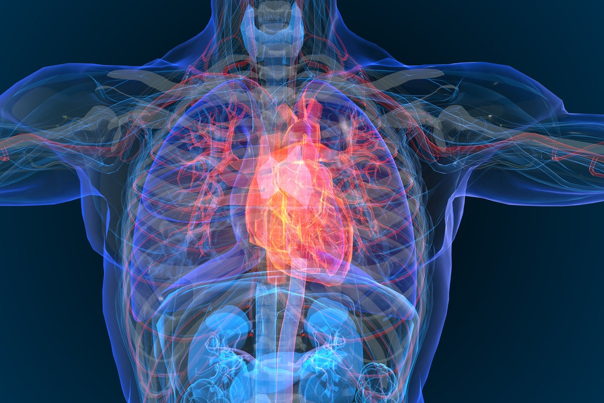 Researchers say ‘bad’ fat accelerates ageing of the heart